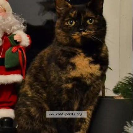 Foto 1/1 Pentec&ocirc;te Chat perdido en Provin