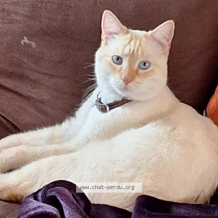 Foto 1/1 Gato encontrado Perdido en Castres