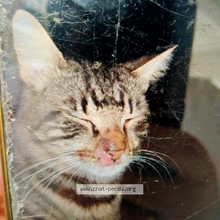 Foto 1/1 Babycats Chat perdido en Saint martin du var