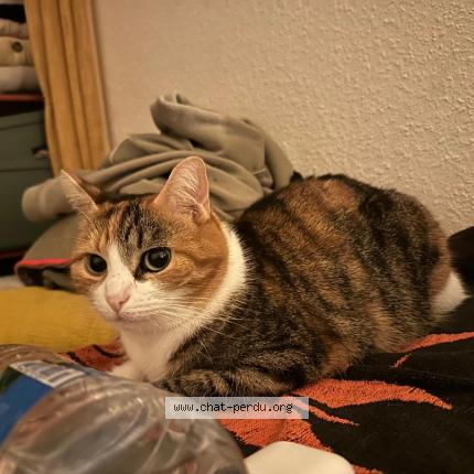 Foto 1/1 Yui Chat perdido en Saint brieuc