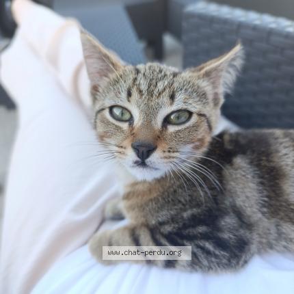 Foto 1/1 Incir Chat perdido en Garnay