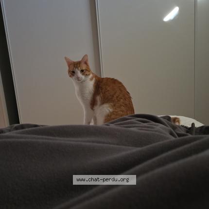 Foto 1/1 Yuzu Chat perdido en Saint germain des fosses