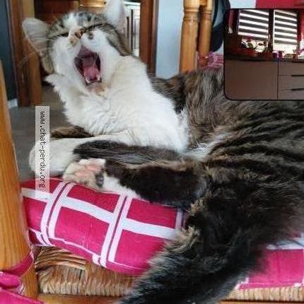 Foto 2/2 Yamcha Chat perdido en Sarre union