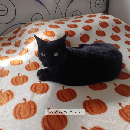 Foto 1/1 Jack Chat perdido en Saint berthevin