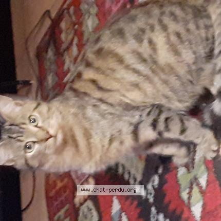 Foto 1/1 Socrate Chat perdido en Savigneux