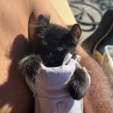 Foto del gato perdido en Hawthorne