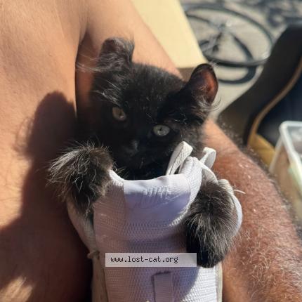 Foto 1/1 Choco Chat perdido en Hawthorne