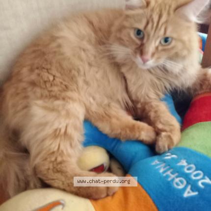 Foto 1/1 Ulysse Chat perdido en Marmande