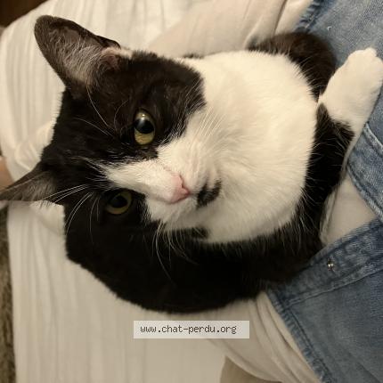 Foto 1/1 Gutie Chat perdido en Plaisance