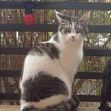 Foto del gato perdido en Nantes