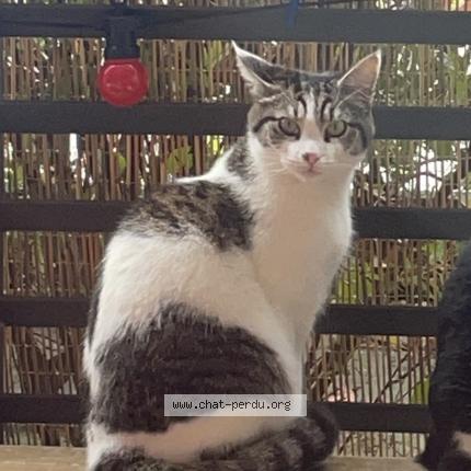 Foto 1/1 Agathe Zaegel Chat perdido en Nantes