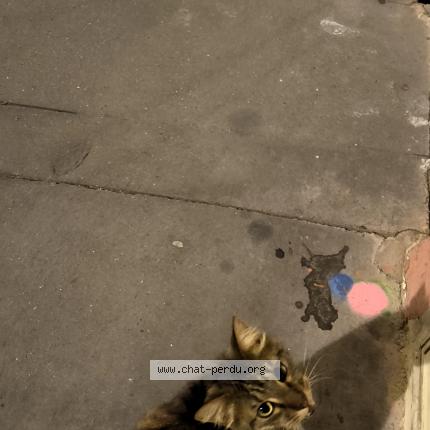 Foto 1/1 Gato encontrado Encontrado en Toulouse