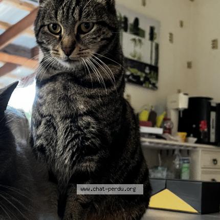 Foto 1/1 Mistigri Chat perdido en Quingey