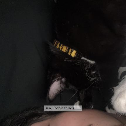 Foto 1/1 Toby Chat perdido en Portland