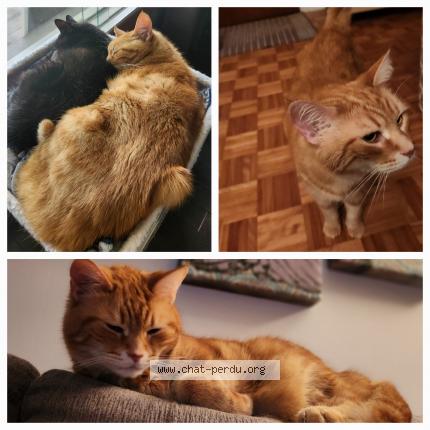 Foto 1/1 Rouky Chat perdido en Henryville