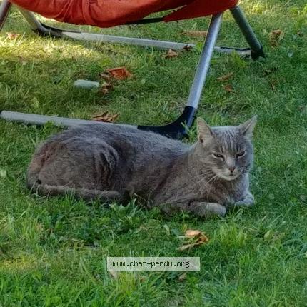 Foto 1/1 SOURIS Chat perdido en La ciotat