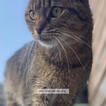 Foto 1/1 Houdini Chat perdido en Charleville mezieres