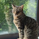 Foto del gato perdido en Noisiel