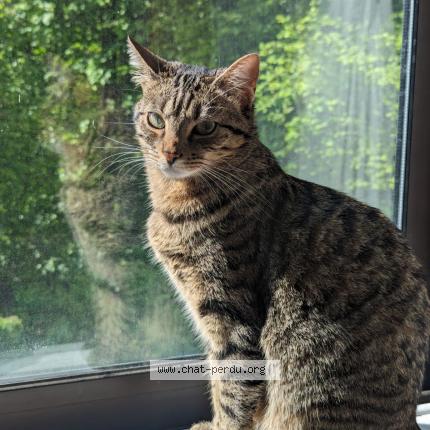 Foto 1/1 Nala Chat perdido en Noisiel