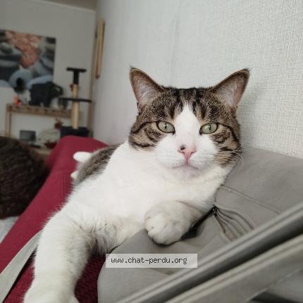 Foto 1/1 Oggy Chat perdido en Chaumont