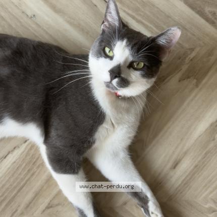 Foto 1/1 Iro Chat perdido en Morschwiller le bas