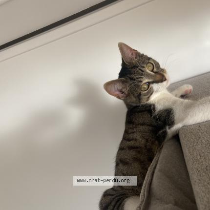 Foto 1/1 Gato encontrado Encontrado en Compiegne