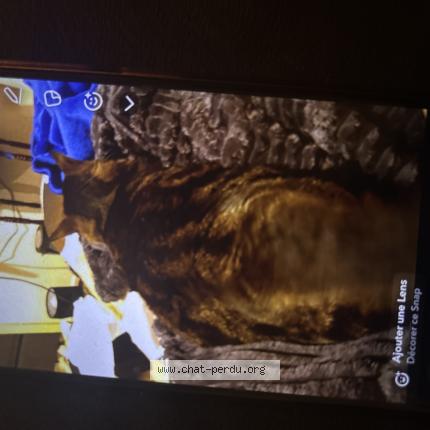 Foto 1/1 Chouchou Chat perdido en Paris