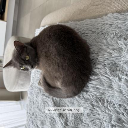 Foto 1/1 Yumi Chat perdido en Verviers