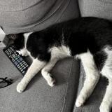 Foto del gato perdido en Loos