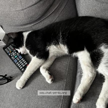 Foto 1/1 Ta&iuml;f Chat perdido en Loos