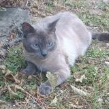 Foto del gato perdido en Chanteloup En Brie