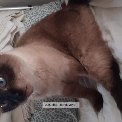 Foto 1/1 Tissy Chat perdido en St etienne