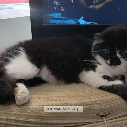 Foto 1/1 Wally Chat perdido en Void vacon