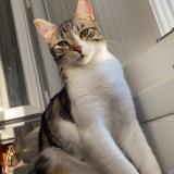 Foto del gato perdido en Dugny