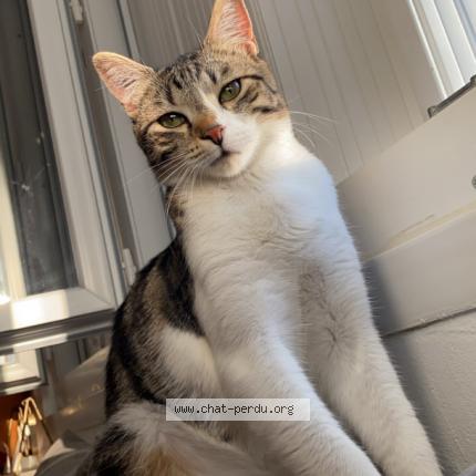 Foto 1/1 Kiara Chat perdido en Dugny