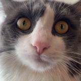 Foto del gato perdido en Cesson Sevigne