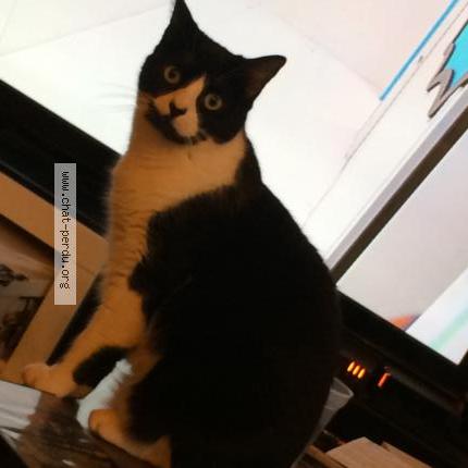 Foto 1/1 Cat Chat perdido en Saint alban leysse