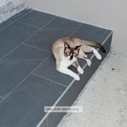 Foto 1/1 Bambi Chat perdido en Saint jean de vedas