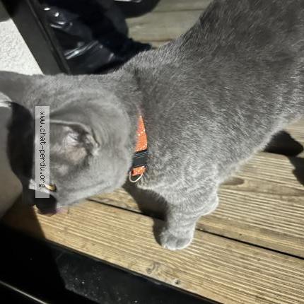 Foto 1/1 Gato encontrado Encontrado en Montelimar