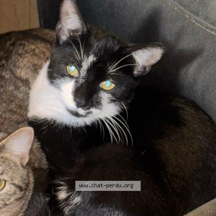 Foto 1/1 Vulcain Chat perdido en Neuvy en beauce