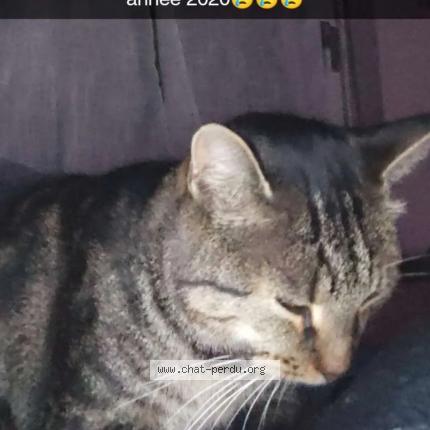 Foto 1/1 Jean Michel van-hoorebeke Chat perdido en Kilstett