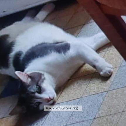 Foto 1/1 sans nom Chat perdido en Vienne