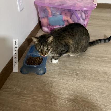 Foto 1/1 Binx Chat perdido en Elkhorn