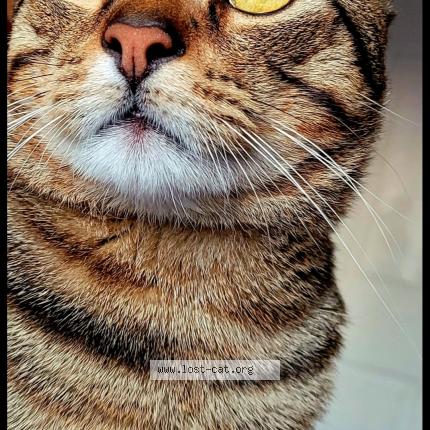 Foto 1/1 Tiger Chat perdido en Clarks summit