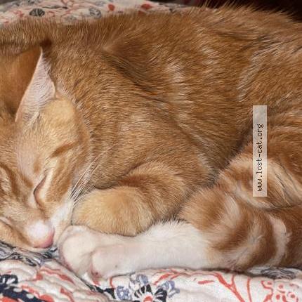 Foto 1/1 Charley Chat perdido en Shiloh