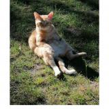 Foto del gato perdido en St Symphorien