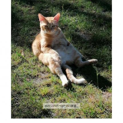 Foto 1/1 Sarah Clav&eacute; Chat perdido en St symphorien