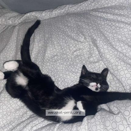 Foto 1/1 Dante Chat perdido en Decines