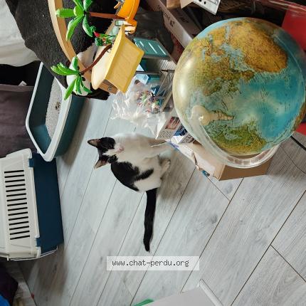 Foto 1/1 Gato encontrado Encontrado en Viry chatillon