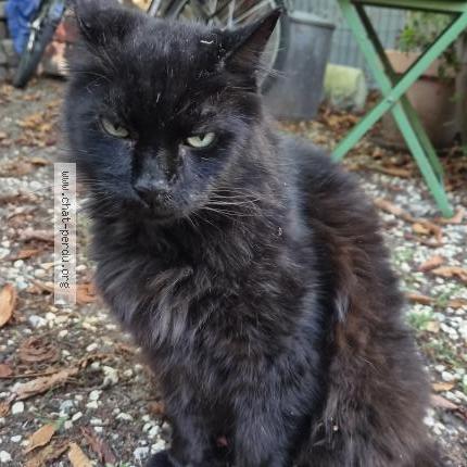 Foto 1/1 Gato encontrado Encontrado en Lasalle